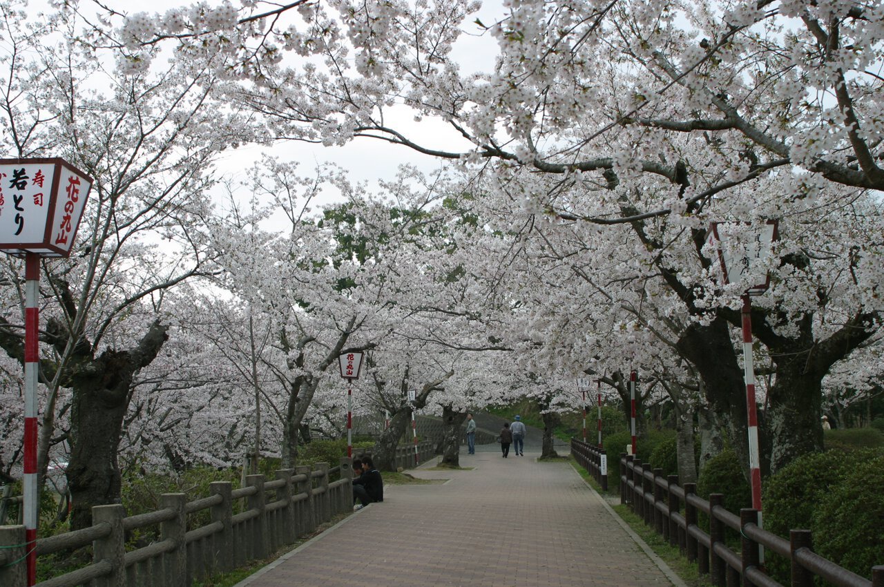🌸 마루야마 공원(마루야마 코엔)